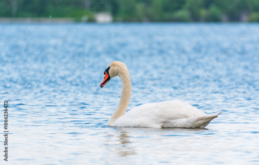 Fototapeta premium Graceful white Swan swimming in the lake, swans in the wild. Portrait of a white swan swimming on a lake.