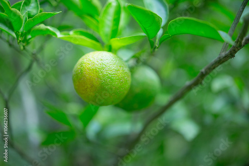 Wallpaper Mural 柚香（ゆこう） Torontodigital.ca