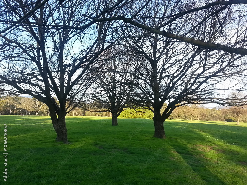 Obraz premium tree in the park with sun shadow