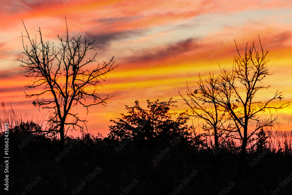vibrant orange and red sunset with tree silhouette background vibrant orange and red sunset with tree silhouette background