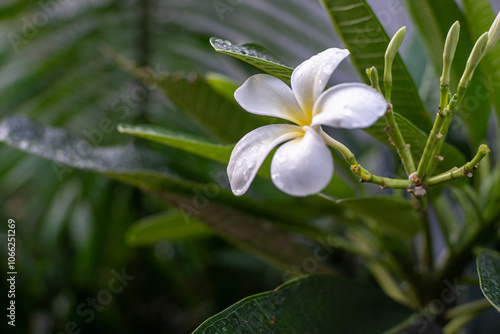 White Flower in the garden