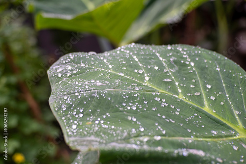Rain drops on leaf