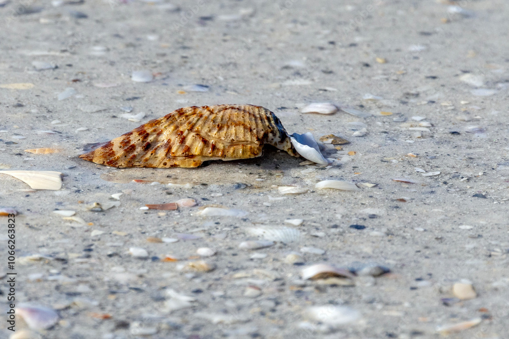 Obraz premium seashell on the beach