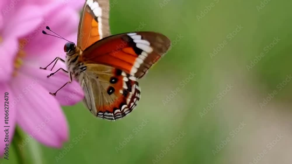 Butterfly on Pink Flower: A vibrant butterfly with orange and brown wings delicately rests on a soft pink flower, showcasing intricate details and natural beauty. Butterfly on Pink Flower: A vibrant butterfly with orange and brown wings delicately rests on a soft pink flower, showcasing intricate details and natural beauty.