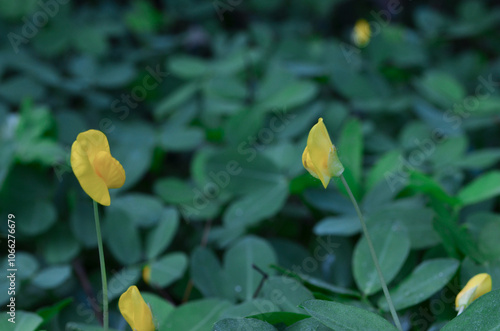 Beautiful yellow flowers, pinto peanut plant decorate the garden.