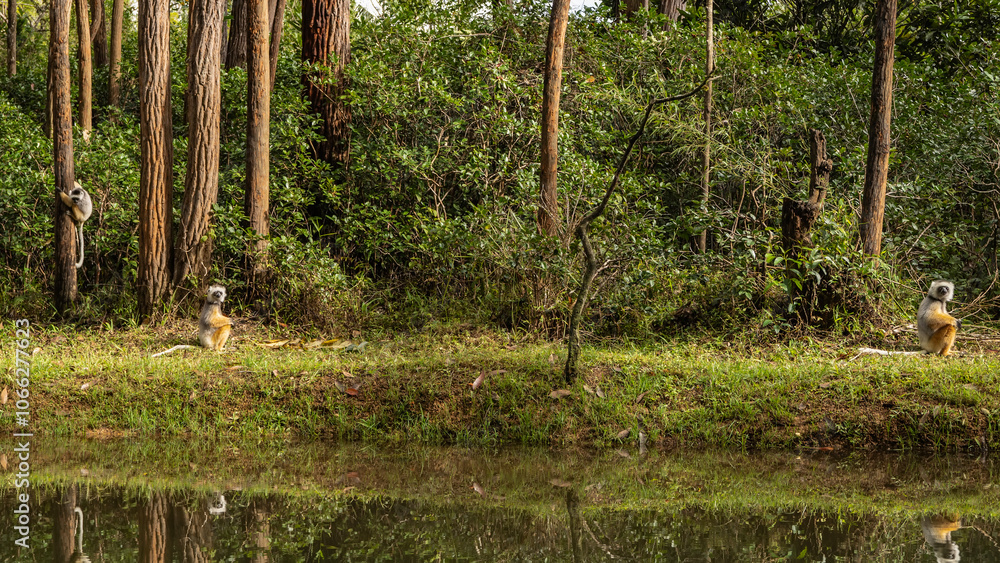 Naklejka premium Two sifaka lemurs are squatting on the shore of the lake. The third climbs the trunk of a tree. Thickets of the rainforest. Green grass. Reflection in the water. Madagascar. Vakona Forest Reserve