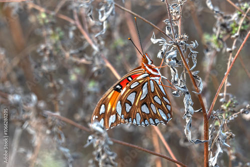 Gulf Fritillary Butterfly, sometimes mistaken for Monarch, showing the underside of a wing as it rests on a twig on Sullivan's Island, SC, USA. photo