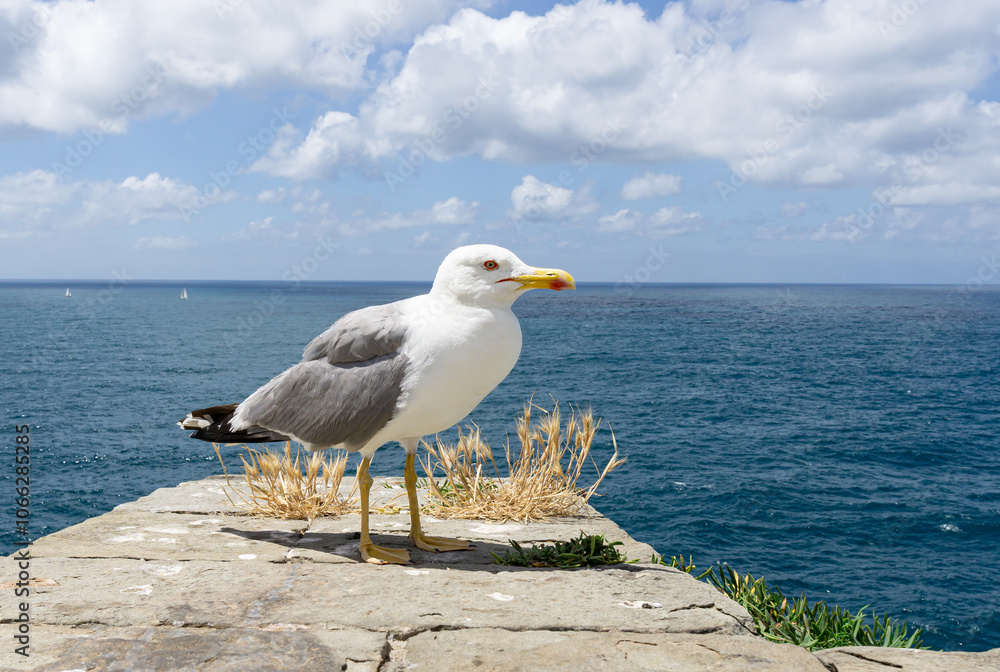 Naklejka premium Portovenere