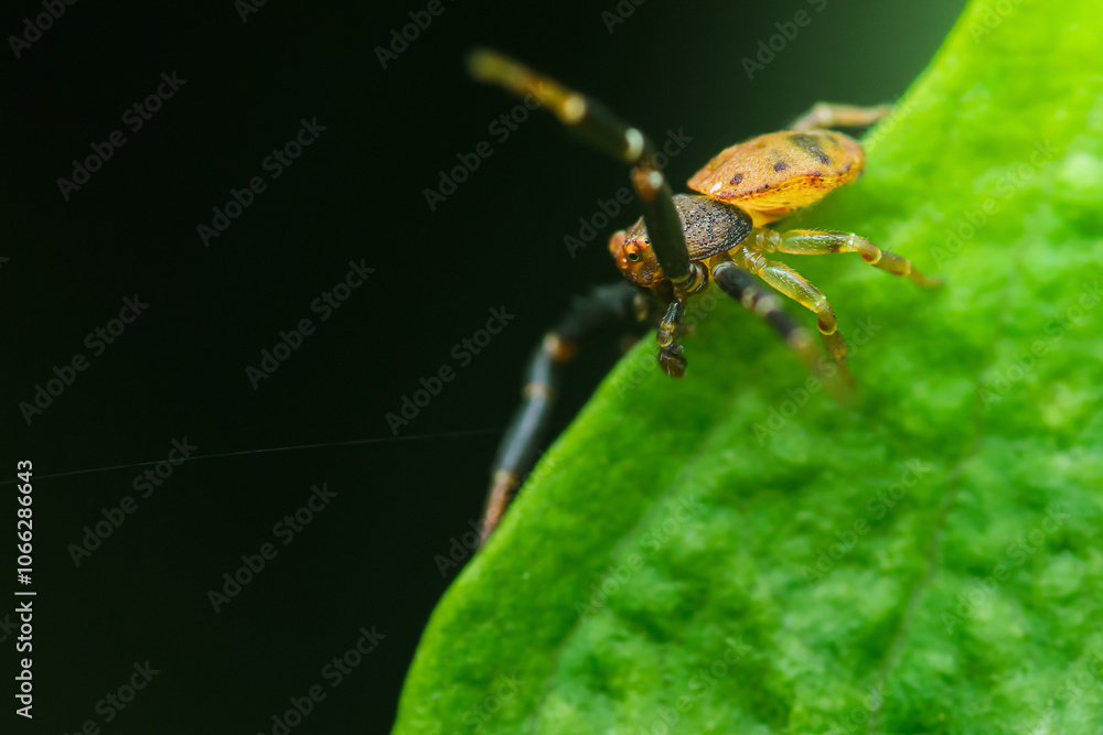 Crab spider standing on green leaf in dark background. Crab spider standing on green leaf in dark background.