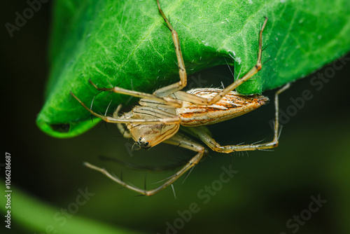 Lynx spider standing upside down on green leaf. photo