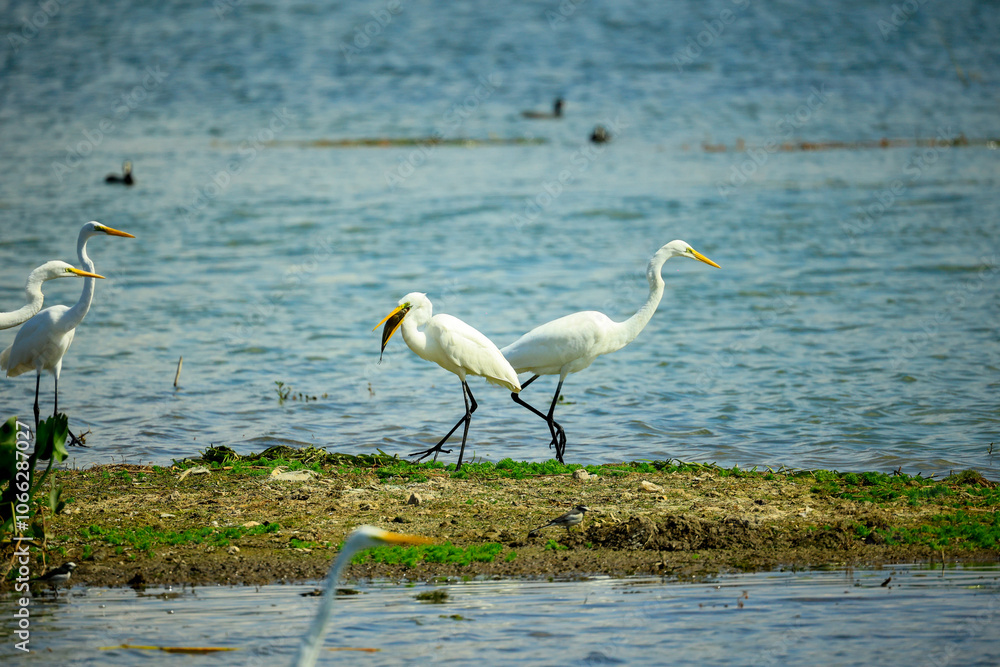 Fototapeta premium egrets on lakeside shoreline 