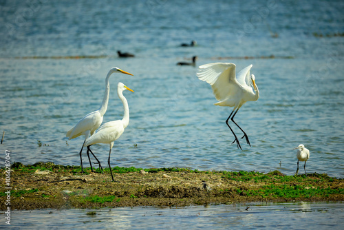 egrets on lakeside shoreline
 photo