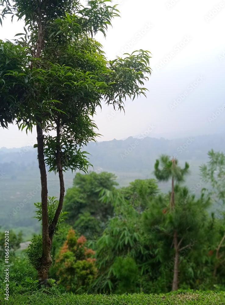 Obraz premium tree on the beach