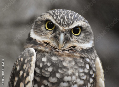 The burrowing owl (Athene cunicularia) is a small, long-legged owl found throughout North and South America