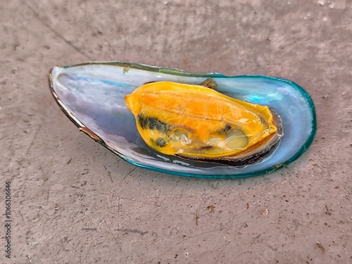 Fresh raw green mussels. New Zealand Mussel or Perna Canaliculus. Seafood concept photo