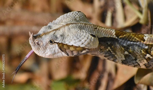 The Gaboon Viper (Bitis gabonica) is a venomous snake native to sub-Saharan Africa
