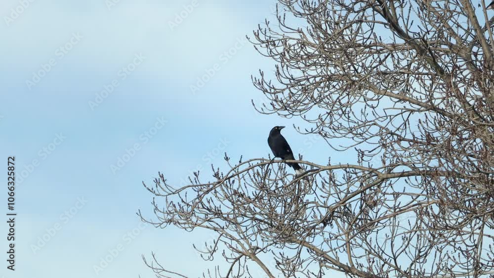 Pied Currawong Perched On Bare Tree Winter Time Cloudy Sky In Background Australia Gippsland Victoria Maffra Pied Currawong Perched On Bare Tree Winter Time Cloudy Sky In Background Australia Gippsland Victoria Maffra