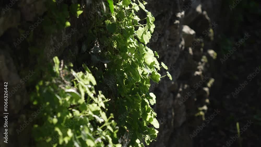 Stone wall covered with plants vegetation moss, masonry old cement paved Stone wall covered with plants vegetation moss, masonry old cement paved
