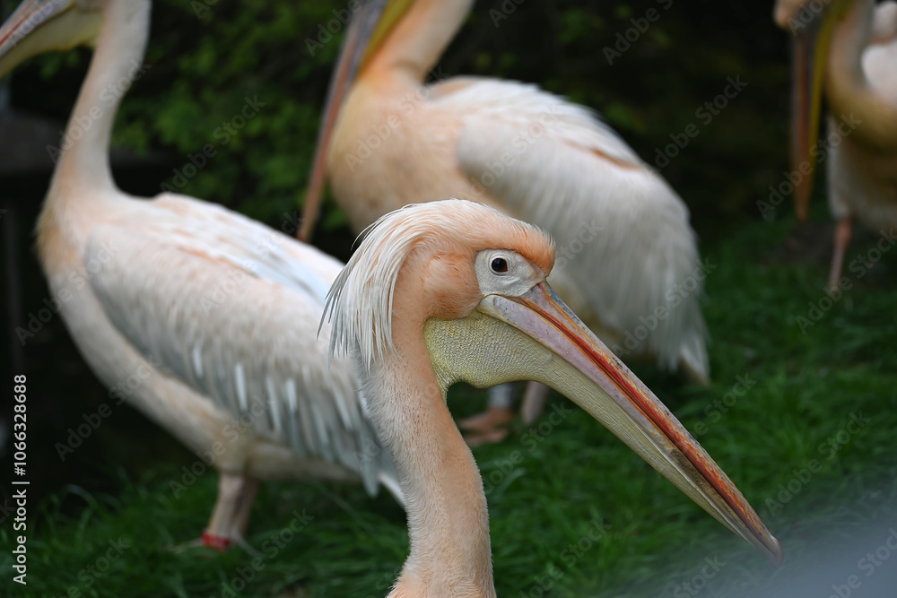 Group of Pink Pelicans in Natural Habitat Setting Group of Pink Pelicans in Natural Habitat Setting