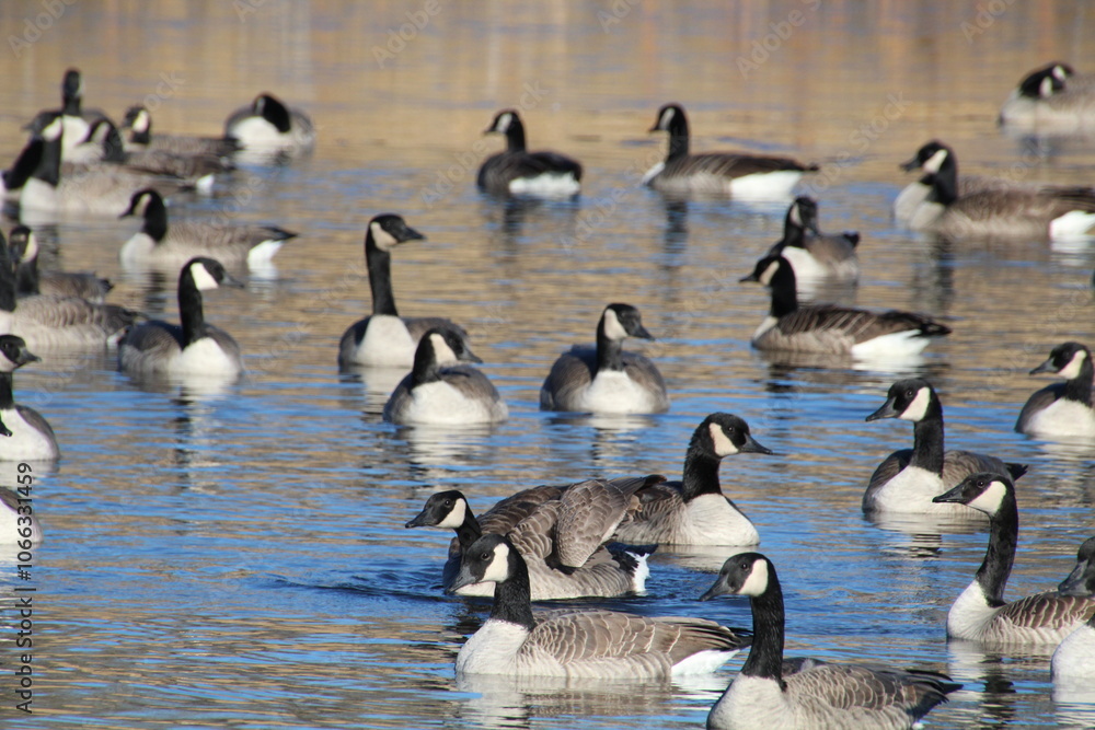 Fototapeta premium Geese On The Lake, Pylypow Wetlands, Edmonton, Alberta