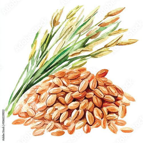 Brown rice food watercolor clipart illustration