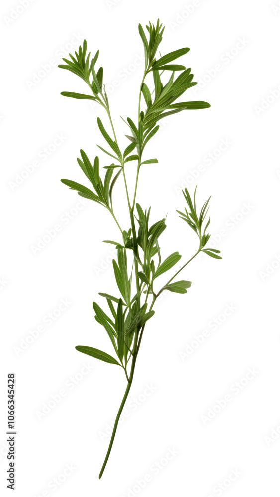 Fototapeta premium PNG Herbs parsley plant leaf.