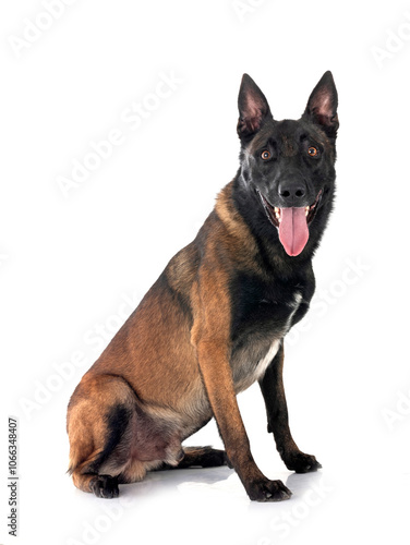 malinois in studio