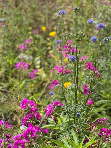 Nature s Color Palette  Flowers from the UCLA Botanical Garden