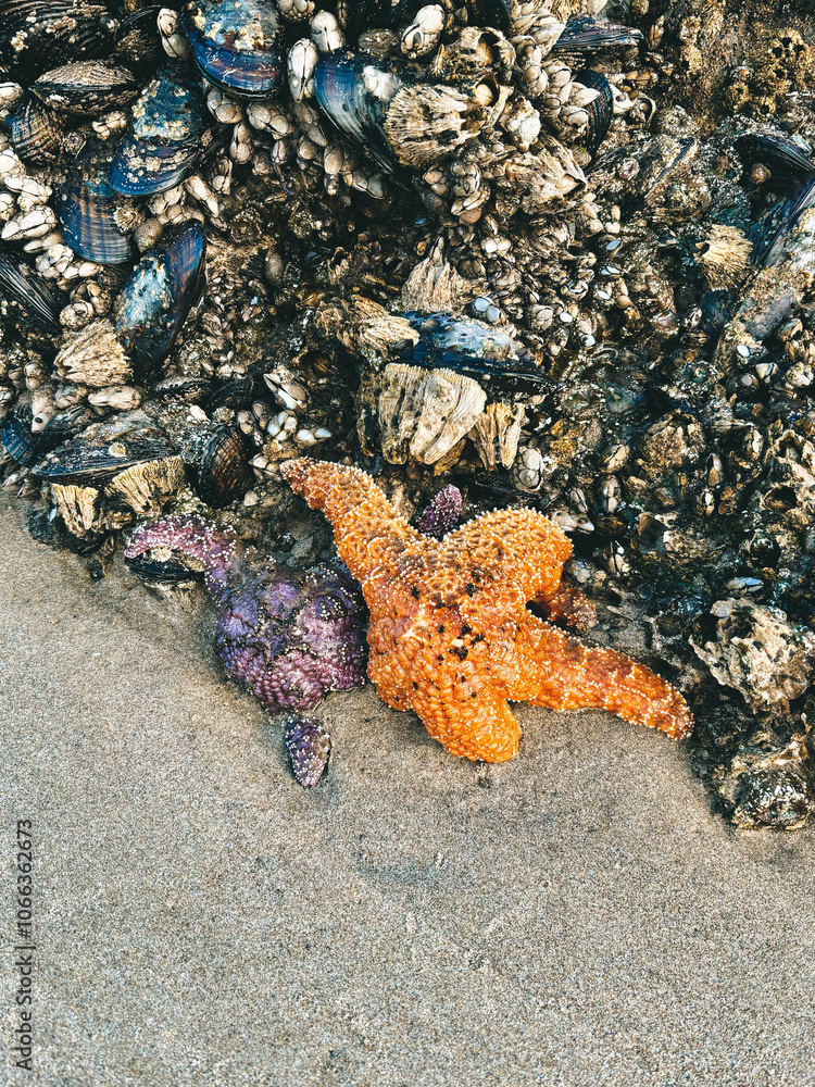 starfish on the sand - oregon coast - cannon beach starfish on the sand - oregon coast - cannon beach