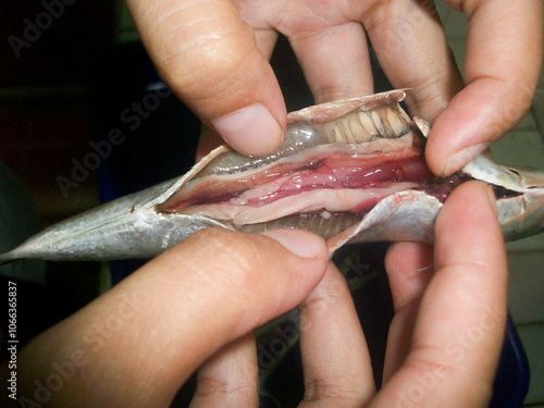 Vászonkép Dissecting the stomach of a sardine in the laboratory