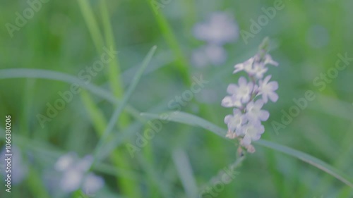 White flower of narrowleaf vervain