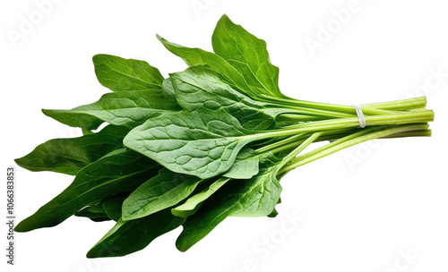 Discover how to incorporate fresh spinach into your daily meals for a healthier lifestyle transparent background