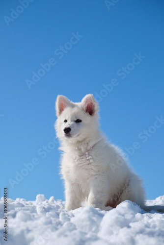 White Swiss Shepherd puppy dog sits on the snow in a snowy garden in winter. photo