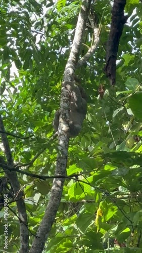 Sloth in a tree