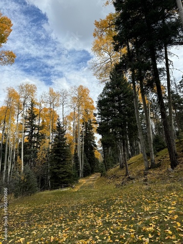 A forest in New Mexico photo