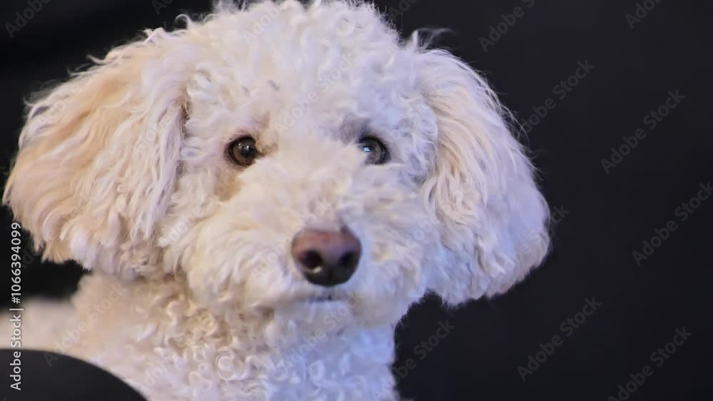 A close-up shot of a Bichpoo dog looking around, with expressive, curious eyes. A close-up shot of a Bichpoo dog looking around, with expressive, curious eyes.