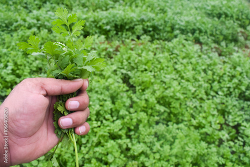 Coriander in male hand  the main vegetable in Pakistan,  coriander in the hand of old man, Coriander, Cilantro, (Coriandrum), from the Umbrella family (Apiaceae), harvesting with the hands of a garden