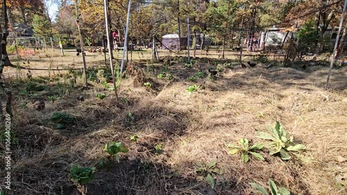 Time lapse of cage free chickens weeding vegetable garden or feeding on wither plants remains and pulverizing and fertilize soil at the same time photo