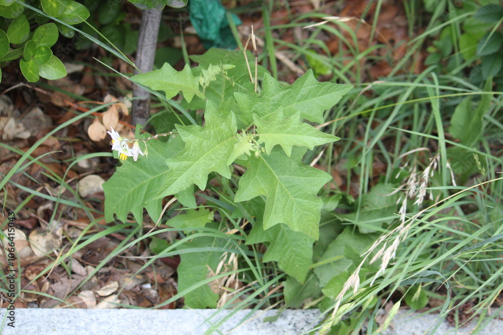 Image of a blooming goblin branch on the Daecheongcheon trail Image of a blooming goblin branch on the Daecheongcheon trail