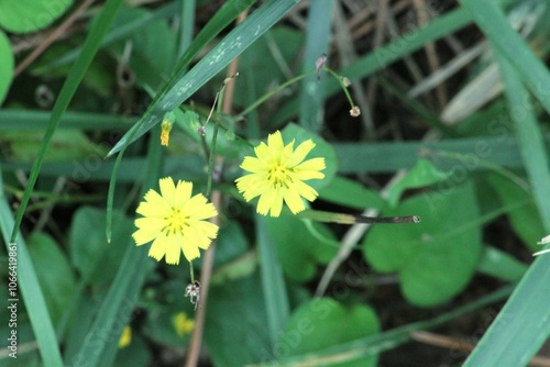 Image of barley grass blooming on the Daecheongcheon Stream trail photo