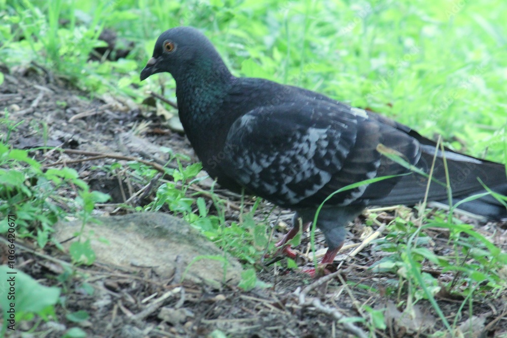 Image of pigeons searching for food on Daecheongcheon Trail Image of pigeons searching for food on Daecheongcheon Trail