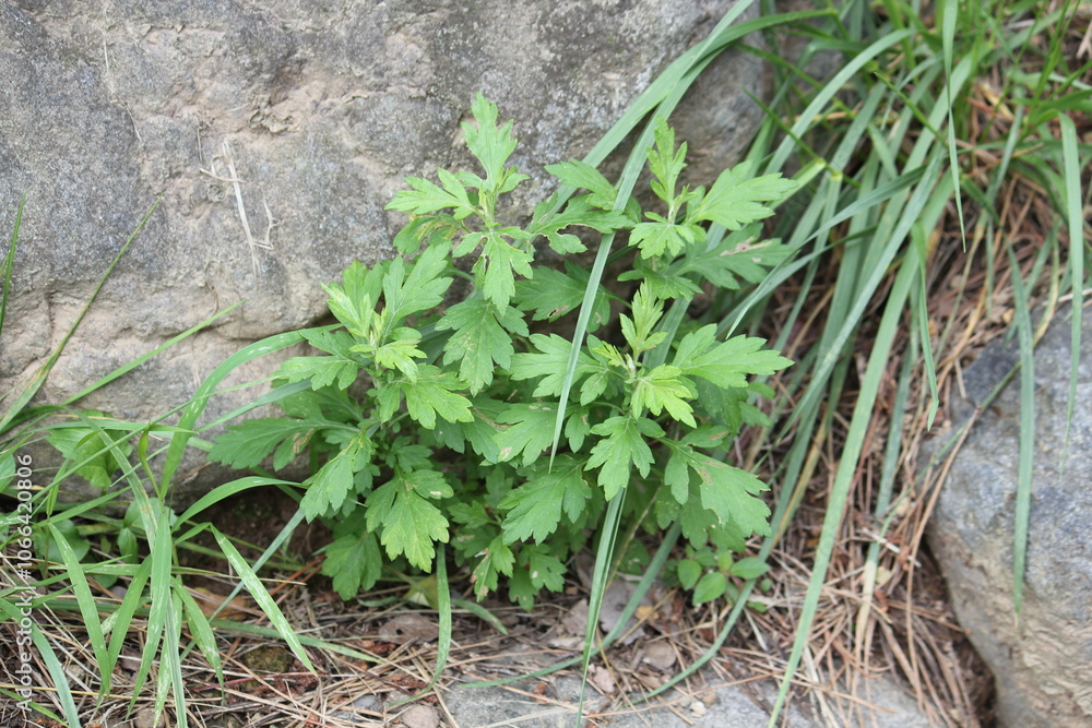 Image of mugwort blooming on the Daecheongcheon trail Image of mugwort blooming on the Daecheongcheon trail