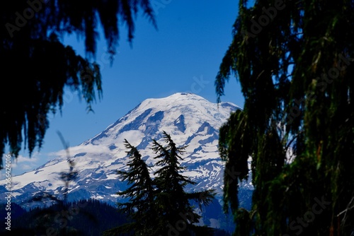 Mount Rainier view through pines on the pacific crest trail.