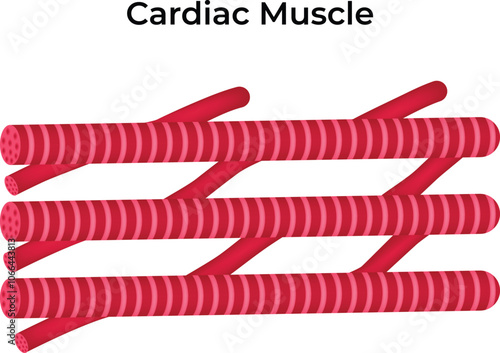 Cardiac Muscle Science Design Vector Illustration Diagram Illustration