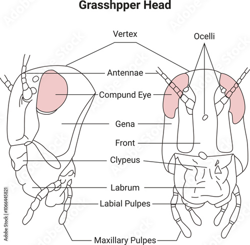 Grasshopper Head Science Design Vector Illustration Diagram