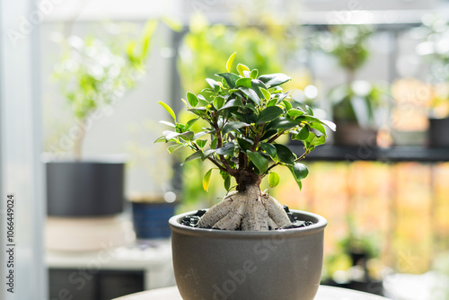 夏の観葉植物　ガジュマル