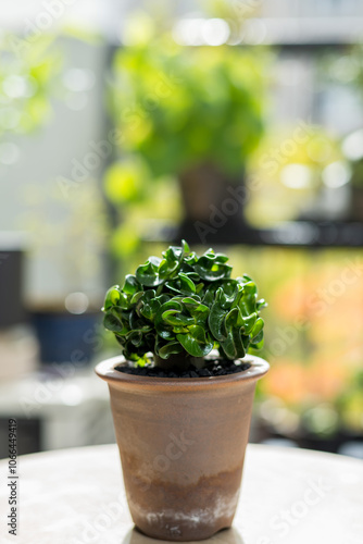 秋の塊根植物　アデニウム ドーセットホーン 獅子葉 photo