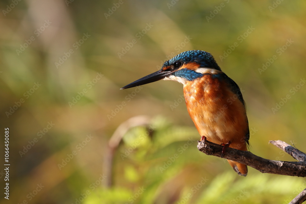 Fototapeta premium kingfisher on a branch