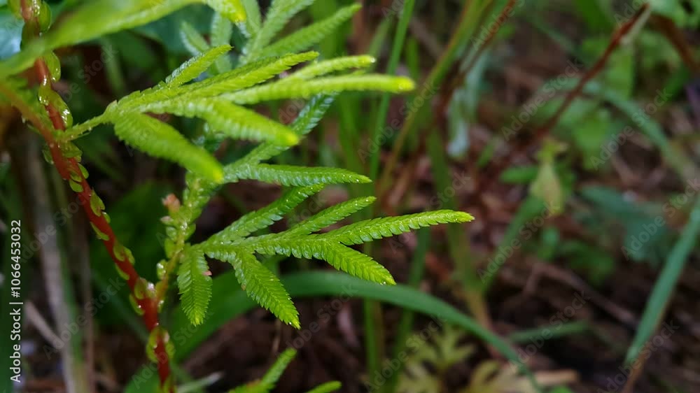 Selaginellaceae. This plant is known by the common names Krauss' spikemoss, Krauss's clubmoss, or African clubmoss, and is found naturally in parts of Sub-Saharan Africa and in Macaronesia. Selaginellaceae. This plant is known by the common names Krauss' spikemoss, Krauss's clubmoss, or African clubmoss, and is found naturally in parts of Sub-Saharan Africa and in Macaronesia.