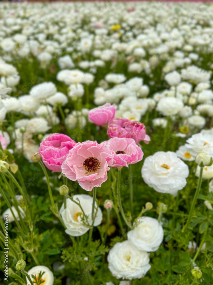 Obraz premium Pink and White Flowers in Bloom